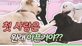 강릉 핫플레이스 안목 커피 거리에서 만난?! 초코의 산책일기 EP.3 해변의 첫사랑 - kakaoTV 강릉 핫플레이스 안목 커피 거리에서 만난?!... 