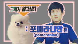 그런개 말입니다.. 포메라니안 말입니다ㅣ닥터맘마 수의사팀 - kakaoTV 그런개 말입니다.. 포메라니안 말입니다ㅣ닥터맘마 수의사팀