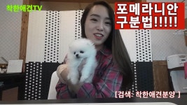 포메라니안 분양 [ [ 안산 강아지분양 , 시흥 , 광명 , 부천 , 인천] - kakaoTV 포메라니안 분양 [ [ 안산 강아지분양 , 시흥 , 광명 , 부천 , 인천]