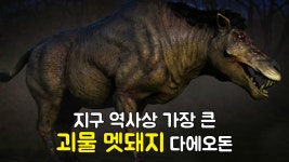 지구 역사상 가장 큰 괴물 멧돼지 다에오돈 지옥에서 올라온 듯한... 멧돼지 다에오돈 지옥에서 올라온 듯한 무시무시한 모습 동물 다큐멘터리