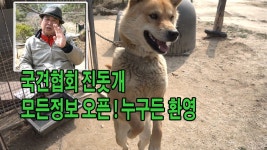 진돗개 연구소 대한민국국견협회 - kakaoTV 진돗개 연구소 대한민국국견협회