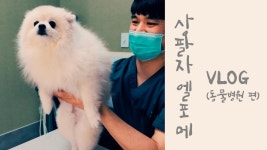 🐶엘포메의 상팔자 VLOG (동물병원 편) Dog pet pomeranian attacking heart - kakaoTV 🐶엘포메의 상팔자 VLOG (동물병원... 