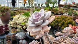 대청댐 드라이브 갔다가 들른 _ 소문난 다육 농원 _ 때마침 소나기는 내리고... - kakaoTV 대청댐 드라이브 갔다가 들른 _ 소문난 다육 농원... 
