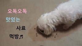 밥먹기 - kakaoTV 밥먹기