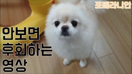 가까이서 봐도 너무 이쁜 강아지 - kakaoTV 가까이서 봐도 너무 이쁜 강아지