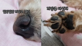 잠들기까지 오래 걸리는 강아지/까망콩이랑 까망젤리 보러오세요~ - kakaoTV 잠들기까지 오래 걸리는 강아지/까망콩이랑 까망젤리 보러오세요~