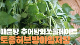 방아잎저장하기(토종 허브) - kakaoTV 방아잎저장하기(토종 허브)