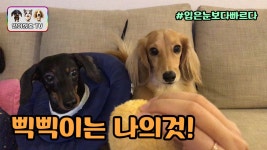 강아지 장난감 쟁탈전ㅣ일호와 삼호 중 승자는?? - kakaoTV 강아지 장난감 쟁탈전ㅣ일호와 삼호 중 승자는??