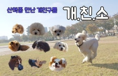 루피의 산책중 만난 친구들을 소개합니다!!.본격 개터뷰.루피의 길거리인터뷰 - kakaoTV 루피의 산책중 만난 친구들을 소개합니다!!.본격 개터... 