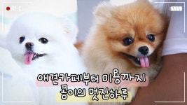 🔥댕카(댕댕이카페라는뜻)🔥부터 미용까지 24시간⌚도 모자란 댕댕이의 멋진 하루ㅣ브이로그(vlog)ㅣ페페로 - kakaoTV 🔥댕카(댕댕이카페... 