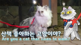 너는 산책을 좋아하는 고양이 일까? 고양이와 집사의 첫 도전 - kakaoTV 너는 산책을 좋아하는 고양이 일까? 고양이와 집사의 첫 도전