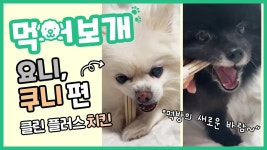 우리가 개껌 먹는 이야기.... 쿠니, 요니 두 댕댕이의 귀여운 클린 껌ㅣ강아지 먹방ㅣ먹어보개 #16 - kakaoTV 우리가 개껌 먹는 이야기.... 쿠니... 