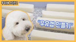 반려견 우유껌 만들기 / 스탠다드푸들 루피의 간식 / 수제간식 /건조간식 - kakaoTV 반려견 우유껌 만들기 / 스탠다드푸들 루피의 간식... 