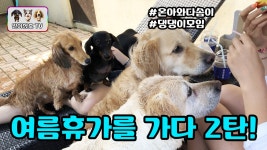 닥스훈트 강아지 남매 일호와 삼호의 시원한 여름휴가 즐기기 2탄!! - kakaoTV 닥스훈트 강아지 남매 일호와 삼호의 시원한 여름휴가 즐기기 2탄!!