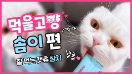 움직이는 솜뭉치 ‘솜이’의 페페로니 캣츄 먹방 ㅣ고양이... 움직이는 솜뭉치 ‘솜이’의 페페로니 캣츄 먹방 ㅣ고양이 먹방ㅣ먹을고양 #06