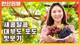 [안산리뷰] 새콤달콤 대부도 포도 맛보기 - kakaoTV [안산리뷰] 새콤달콤 대부도 포도 맛보기