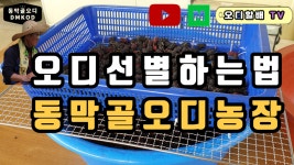 동막골오디농장 냉동오디선별방법 - kakaoTV 동막골오디농장 냉동오디선별방법