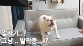 미친뚱땡이 갑자기.. 그냥 막?? 갑자기??(잉글리쉬불독TV뚱띠) - kakaoTV 미친뚱땡이 갑자기.. 그냥 막?? 갑자기??(잉글리쉬불독TV뚱띠)