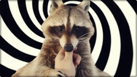 이 영상을 시청하신다면 라쿤을 키우고 싶어지실겁니다 - kakaoTV 이 영상을 시청하신다면 라쿤을 키우고 싶어지실겁니다