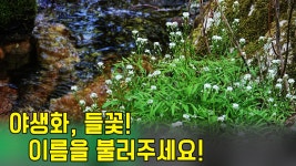 이름을 불러주세요![류백현님의 시청자 산행기-용문산] 마운틴TV - kakaoTV 야생화, 들꽃! 이름을 불러주세요![류백현님의 시청자 산행기... 