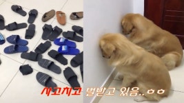 강아지가 주인에게 혼나는 순간~ 강아지를 부탁해 ~ Lovely and cute puppy & dog - kakaoTV 강아지가 주인에게 혼나는 순간... 