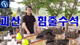 Ep.14 수석경매장 최고의수석 수석고르는법 수석가격 - kakaoTV 괴산 힘줄 수석 그 가치는? 수석 경매!!! Ep.14 수석경매장 최고의수석... 