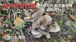 능이버섯산행~ 끝물 능이버섯.. 능이버섯 자생지 - kakaoTV 능이버섯산행~ 끝물 능이버섯.. 능이버섯 자생지