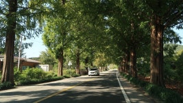 순창 최고의 드라이브코스, 순창메타세콰이어길! - kakaoTV 순창 최고의 드라이브코스, 순창메타세콰이어길!