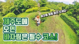 비자림 제주 관광 필수코스! 힐링할 수 있는 비자림 풀코스 영상 - kakaoTV 비자림 제주 관광 필수코스! 힐링할 수 있는 비자림 풀코스 영상