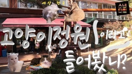 고양이가 우선인 공간, ’고양이 정원’을 아시나요? - kakaoTV 고양이가 우선인 공간, ’고양이 정원’을 아시나요?
