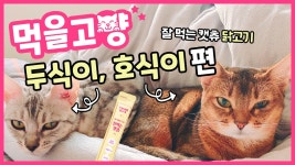 호식이, 두식이의 페페로니 캣츄ㅣ먹을고양 #19 - kakaoTV 끝없이... 츄르와 두 고양이의 먹방! 호식이, 두식이의 페페로니 캣츄ㅣ먹을고양 #19