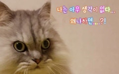 그릉그릉 꾹꾹이 하는 고양이 부비! - kakaoTV 그릉그릉 꾹꾹이 하는 고양이 부비!