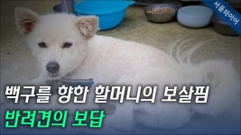 실종된 90대 노인 구한 백구, 한국의 첫 명예 119 구조견 탄생! - kakaoTV 실종된 90대 노인 구한 백구, 한국의 첫 명예 119 구조견 탄생!