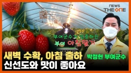 박정현 부여군수가 새벽에 딸기 농장 찾은 까닭은? - kakaoTV 박정현 부여군수가 새벽에 딸기 농장 찾은 까닭은?