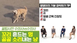 꼬리 흔드는 강아지와 골골 소리 내는 고양이의 진실! [펫과사전] 9회 - kakaoTV 꼬리 흔드는 강아지와 골골 소리 내는... 