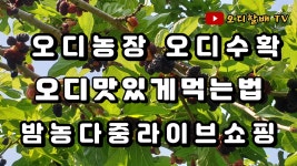 오디농장 뽕나무열매 오디수확 오디효능 오디맛있게 먹는법 - kakaoTV 오디농장 뽕나무열매 오디수확  오디효능 오디맛있게 먹는법 