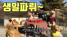 강이지 생일케이크 먹으러 간 닥스훈트 일호와 삼호ㅣ우린 먹으러 간다 - kakaoTV 강이지 생일케이크 먹으러 간 닥스훈트 일호와 삼호ㅣ우린... 