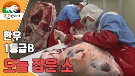 [한우장날] 190221 정읍산외한우마을 조은장터 1등급B 한우 - kakaoTV [한우장날] 190221 정읍산외한우마을 조은장터 1등급B 한우