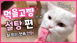 이름부터 달달한 설탕이의 페페로니 캣츄 연어 맛 먹방ㅣ고양이... 달달한 설탕이의 페페로니 캣츄 연어 맛 먹방ㅣ고양이 먹방ㅣ먹을고양 #02  