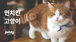 귀여운 외모와 앙증맞은 다리의 소유자, 먼치킨 고양이! | 펫디 - kakaoTV 귀여운 외모와 앙증맞은 다리의 소유자, 먼치킨 고양이! | 펫디