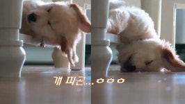 멍멍이가 얼마나 피곤했으면~ 개피곤! 강아지를 부탁해 ~ - kakaoTV 멍멍이가 얼마나 피곤했으면~ 개피곤! 강아지를 부탁해 ~ 