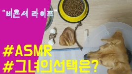 사료 개껌 취석껌 뼈다구 돼지귀 빠밤... asmr 먹방소리(비글 비욘세... 사료 개껌 취석껌 뼈다구 돼지귀 빠밤... asmr 먹방소리(비글 비욘세... 