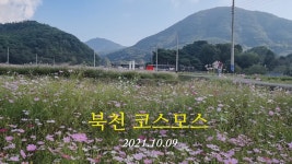 북천코스모스 - kakaoTV 북천코스모스