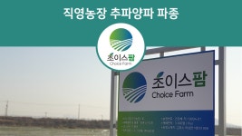 [초이스팜] 김포 직영농장 양파 파종 - kakaoTV [초이스팜] 김포 직영농장 양파 파종