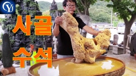 Ep.15 수석경매장 최고의수석 수석고르는법 수석가격 - kakaoTV 평창 사골 수석의 맛은? 수석 경매!!! Ep.15 수석경매장 최고의수석... 