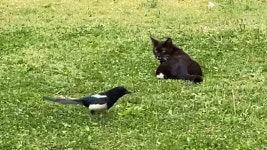 고양이한테 시비거는 까치(feat. 짜증난 고양이)-[사이버동물원... 고양이한테 시비거는 까치(feat. 짜증난 고양이)-[사이버동물원... 