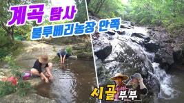 귀농귀촌 시골부부 (불루베리수확)#4_와룡산 300고지 불루베리농원 (농원안쪽 계곡 옹녀탕 탐사) - kakaoTV 귀농귀촌 시골부부 (불루베리수확)... 