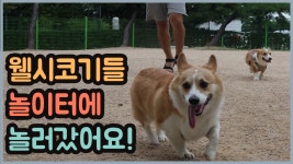 웰시코기들 강아지 놀이터에 놀러갔어요! - kakaoTV 웰시코기들 강아지 놀이터에 놀러갔어요!