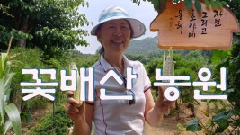 꽃배산 농장 20190717 - kakaoTV 꽃배산 농장 20190717