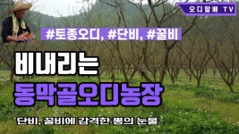 단비,꿀비내리는동막골오디농장 - kakaoTV 단비,꿀비내리는동막골오디농장